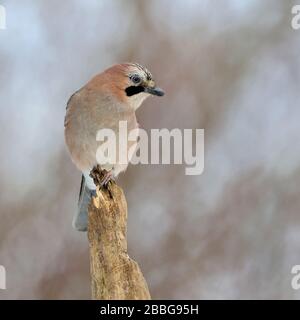 Eurasian Jay / Eichelhaeher ( Garrulus glandarius ), perché au sommet d'un vieux arbre pourri, regardant attentivement autour, la faune, l'Europe. Banque D'Images