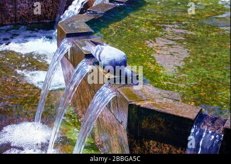 Un pigeon urbain boit de l'eau dans un bol de fontaine lors d'une journée chaude d'été. Banque D'Images