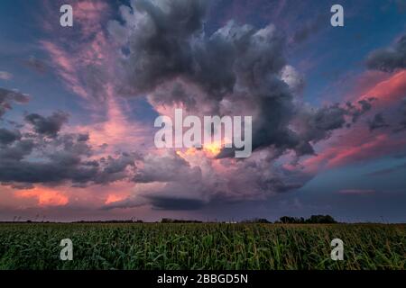 Tempête au coucher du soleil sur le champ de maïs dans les régions rurales du Manitoba Canada Banque D'Images