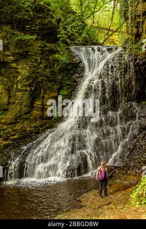 Walker à côté de Hareshaw Linn, une chute d'eau de 9 mètres de haut sur Hareshaw Burn, près de Bellingham, parc national de Northumberland, Royaume-Uni. Septembre 2018. Banque D'Images