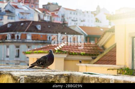 Pigeon de la ville sur le fond du vieux Lisbonne en début de matinée Banque D'Images