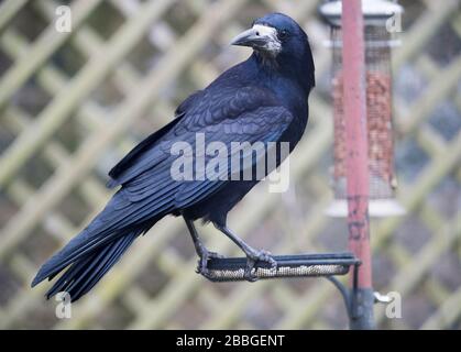 A Rook, (Corvus frugilegus) sur une station d'alimentation d'oiseaux dans un jardin, Livingston, Écosse. Banque D'Images