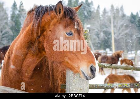 Portrait de tête de cheval rouge. Banque D'Images