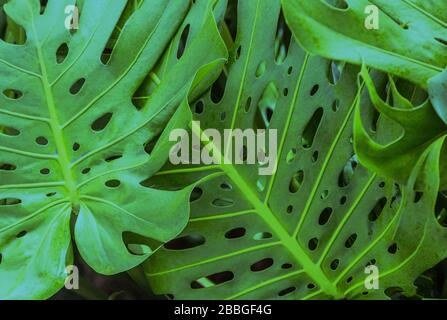 Jungle tropicale feuillage, feuilles vert foncé nature background Banque D'Images