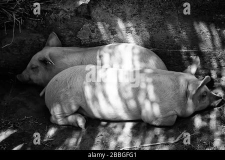 Petits porcs dans une ferme de reproduction animale, détails des animaux de mammifères, industrie de la viande de porc Banque D'Images