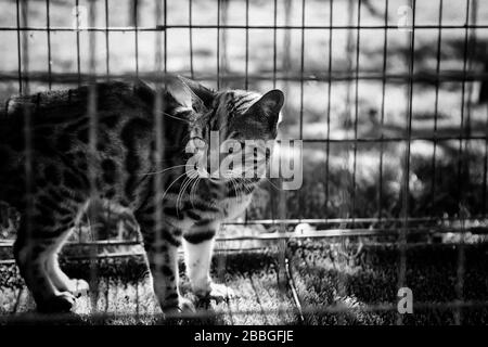 Chat sauvage cage dans le zoo, abus d'animaux Banque D'Images