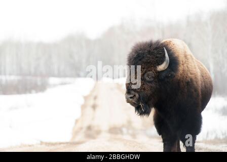 Bison sur route en hiver au Manitoba Canada Banque D'Images