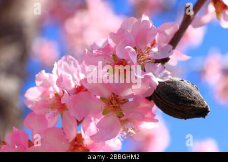 Fleurs d'amande rose et fruits d'amande, Costa Blanca, sud de l'Espagne Banque D'Images