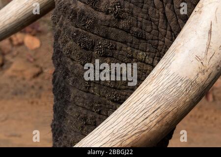 Inde, Madhya Pradesh, parc national de Bandhavgarh. Éléphant d'Asie, détail défenses ivoire. Banque D'Images