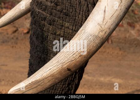 Inde, Madhya Pradesh, parc national de Bandhavgarh. Éléphant d'Asie, détail défenses ivoire. Banque D'Images