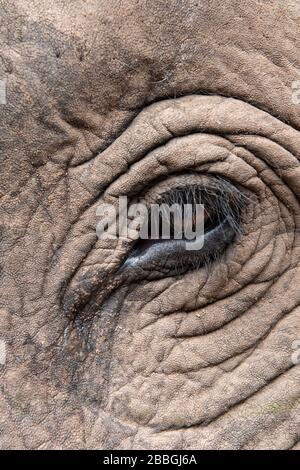 Inde, Madhya Pradesh, parc national de Bandhavgarh. Éléphant d'Asie, détail tête. Banque D'Images