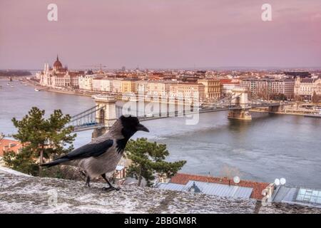 Pont de la chaîne sur le Danube, Budapest, Hongrie. Corneille à capuche au mur Banque D'Images