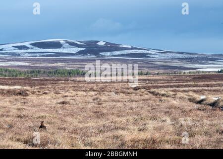 Tétras dans les Highlands écossais Banque D'Images