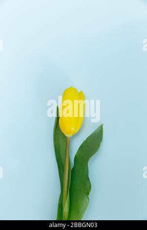 La tulipe a une couleur jaune délicate. La fleur se trouve au centre. Les feuilles de fleur sont placées dans le cadre Banque D'Images