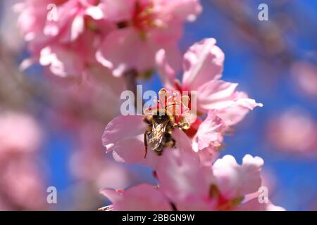 Gros plan de fleurs d'amandes roses avec bourdon, Costa Blanca, Espagne Banque D'Images