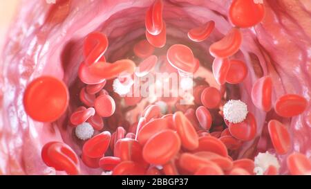 Globules rouges à l'intérieur d'une artère, veine. Flux sanguin à l'intérieur d'un organisme vivant. Concept scientifique et médical. Transfert d'éléments importants dans le Banque D'Images