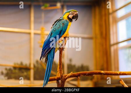 Grand Ara du genre néotropical de la famille des perroquets de aras, assis sur une perchaude dans une cage d'oiseaux. Focalisation sélective sur les oiseaux avec fond flou Banque D'Images