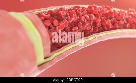 Vue artère transversale. Globules rouges à l'intérieur d'une artère, veine. Un flux sanguin sain. Concept scientifique et médical. Transfert d'éléments importants Banque D'Images