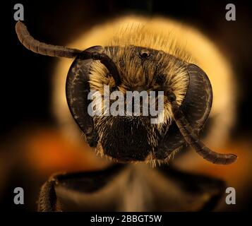 Abeille. Macro gros plans des abeilles. Banque D'Images