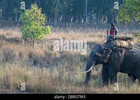 Inde, Madhya Pradesh, parc national de Bandhavgarh. Garez les Rangers sur les éléphants (mahouts) en patrouiller dans la région. Tigre dans la distance sous l'arbre. Banque D'Images
