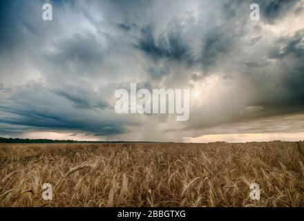 Tempête se formant sur le champ de blé dans les régions rurales du sud du Manitoba, Canada Banque D'Images