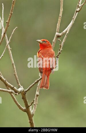 Highland hépatique-tanager (Piranga hepatica lutea)mâle adulte perché sur la branche nord du Pérou Février Banque D'Images