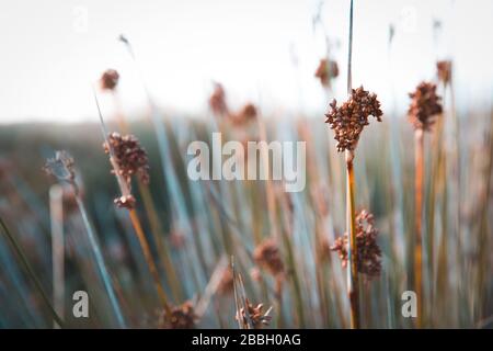 Plantes et fleurs sauvages sur la nature - vue panoramique de Conil, Espagne Banque D'Images