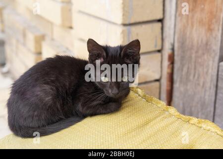 Le chaton noir sans abri se trouve près d'une grange. Animaux de compagnie Banque D'Images