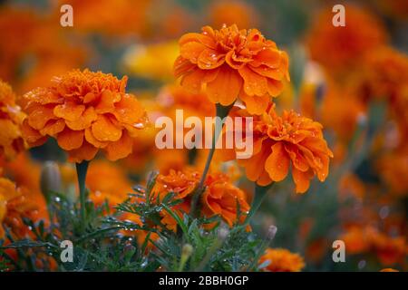 Les marigoles oranges sur un lit sueurs pluie. Fleurs Banque D'Images