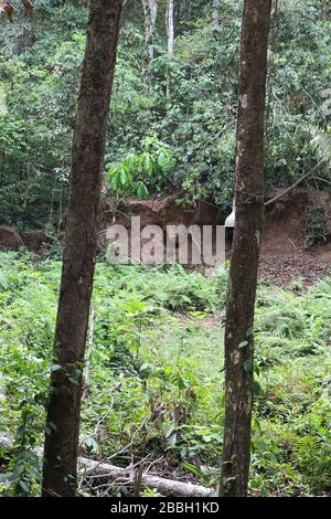 Un capybara à un lécher d'argile dans la forêt tropicale d'Amazone à Tambopata, Madre de Dios, Pérou Banque D'Images