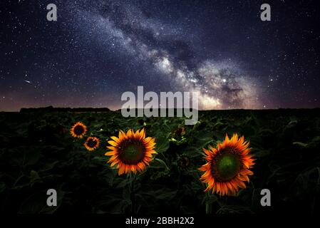 Milkyway sur le champ de tournesol Manitoba Canada image composite 2 expositions Banque D'Images