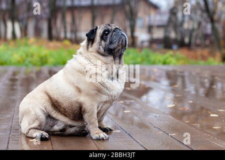 le vieux pug est installé sur un parquet dans le parc d'automne Banque D'Images