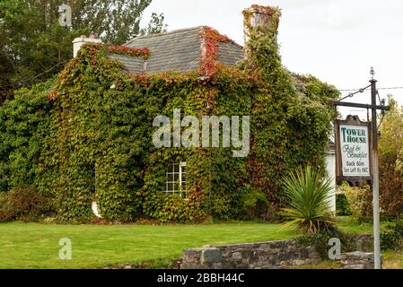 Tower House maison B&B maison maison maison de campagne façade couverte à Boston Ivy ou Parthenocissus Tricuspidata Veitchi à Killarney, comté de Kerry, Irlande Banque D'Images