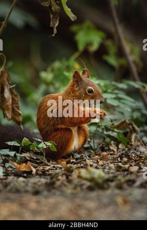 Eurasian Écureuil roux - Sciurus vulgaris, beaux petits mammifères populaires de jardins européens et des forêts, le Parc National d'Hortobagy, Hongrie. Banque D'Images