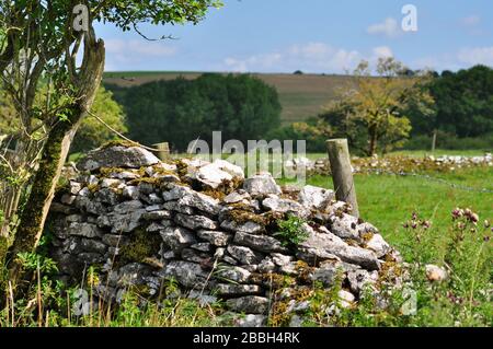 Mur en pierre sèche, calcaire, avec arbre ancien et fil barbelé, semi-derilict sur les collines Mendip à Somerset, Royaume-Uni Banque D'Images