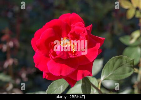 C'est un cadeau parfait pour une fille. Belles fleurs colorées Banque D'Images