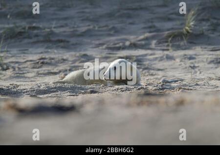 Pap gris Seal à Winterton sur la plage de la mer Banque D'Images