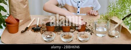 Plantation de graines de betterave, coriandre, chou. L'enfant appuie le sol dans un pot avec sa paume, bélira les graines plantées. Banque D'Images