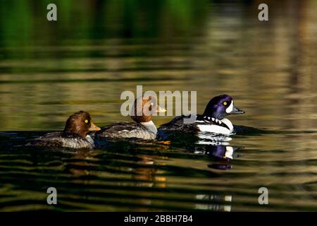 Couple Goldeneye de Barrow avec poussin sur le lac jaune au lever du soleil, vallée de l'Okanagan, Colombie-Britannique, Canada. Banque D'Images