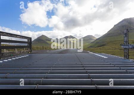 Grille de bovins sur les îles Féroé avec vue sur la montagne dans l'arrière-plan Banque D'Images