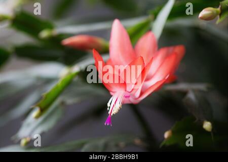 Fleur de Schlumbergera, gros plan. Banque D'Images
