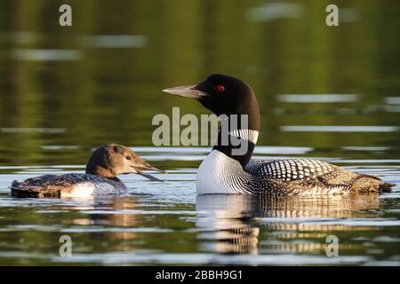 Loon commun adulte avec poussin, Gavia immer, Beaver Lake, Lake Country, Colombie-Britannique, Canada. Banque D'Images