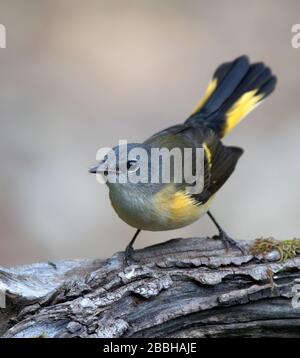 American Redstart, Setophaga ruticilla , faning sa queue à Saskatoon, Saskatchewan, Canada. Banque D'Images