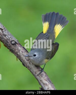 American Redstart, Setophaga ruticilla , faning sa queue à Saskatoon, Saskatchewan, Canada. Banque D'Images