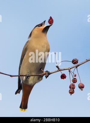 La cire de Bohême, Bombycilla garrulus, mangeant des baies en Saskatchewan, au Canada Banque D'Images