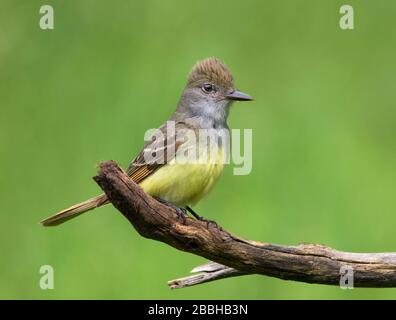 Great Crested Flycatcher, Myiarchus crinitus perché au lac Blaine, Saskatchewan Banque D'Images