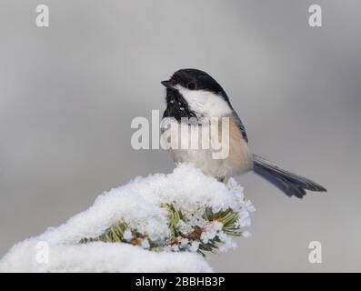 Chickadee, Poecile atricapillus, perché sur une branche enneigée à Saskatoon, en Saskatchewan Banque D'Images