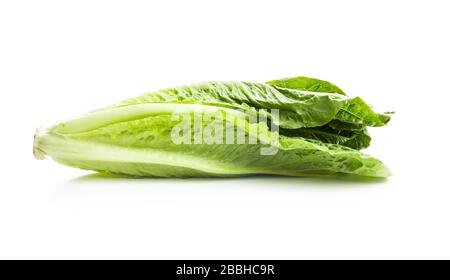 Laitue romaine verte fraîche. Feuilles de Lactuca sativa isolées sur fond blanc. Banque D'Images