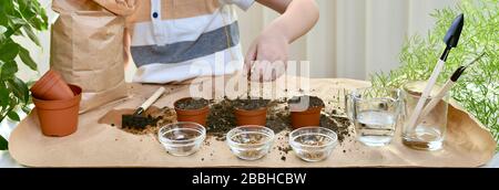 L'enfant verse le sol dans le pot avec sa main à partir d'une hauteur, couvre les graines de betterave plantées. À l'intérieur. Banque D'Images