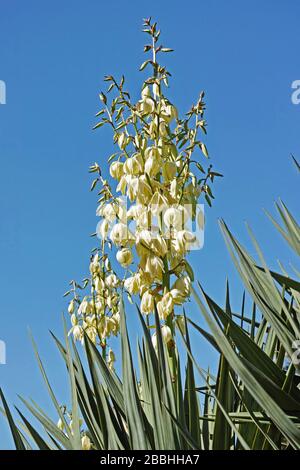 plante de yucca filamentosa avec panicules en floraison Banque D'Images